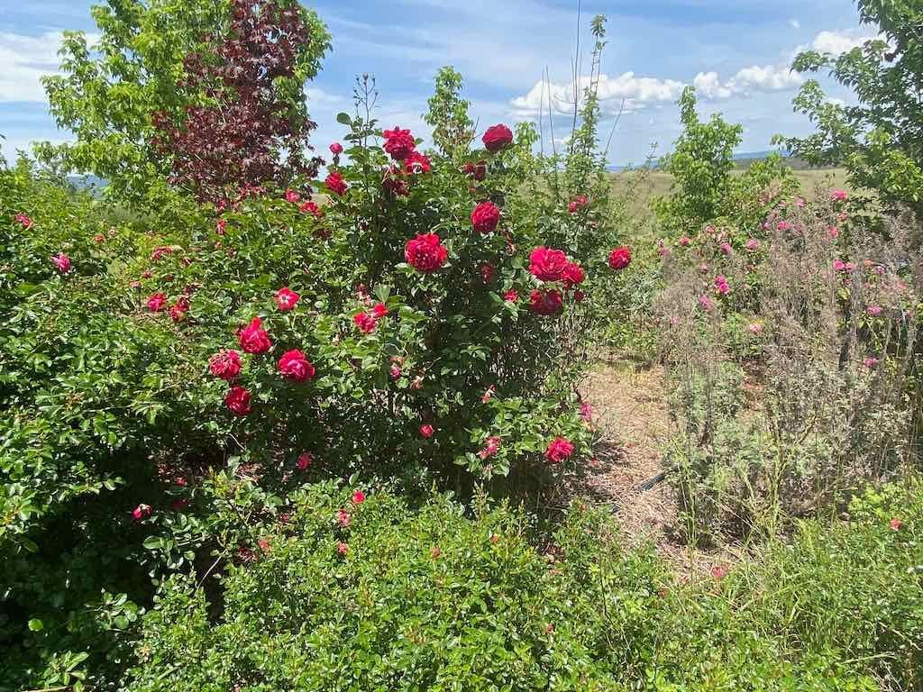 Milthorpe Garden Ramble Image -69142f7b5f885