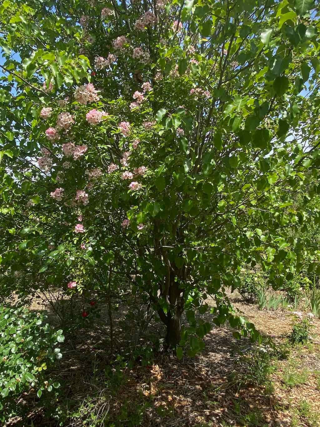 Milthorpe Garden Ramble Image -69142f7bc48f8