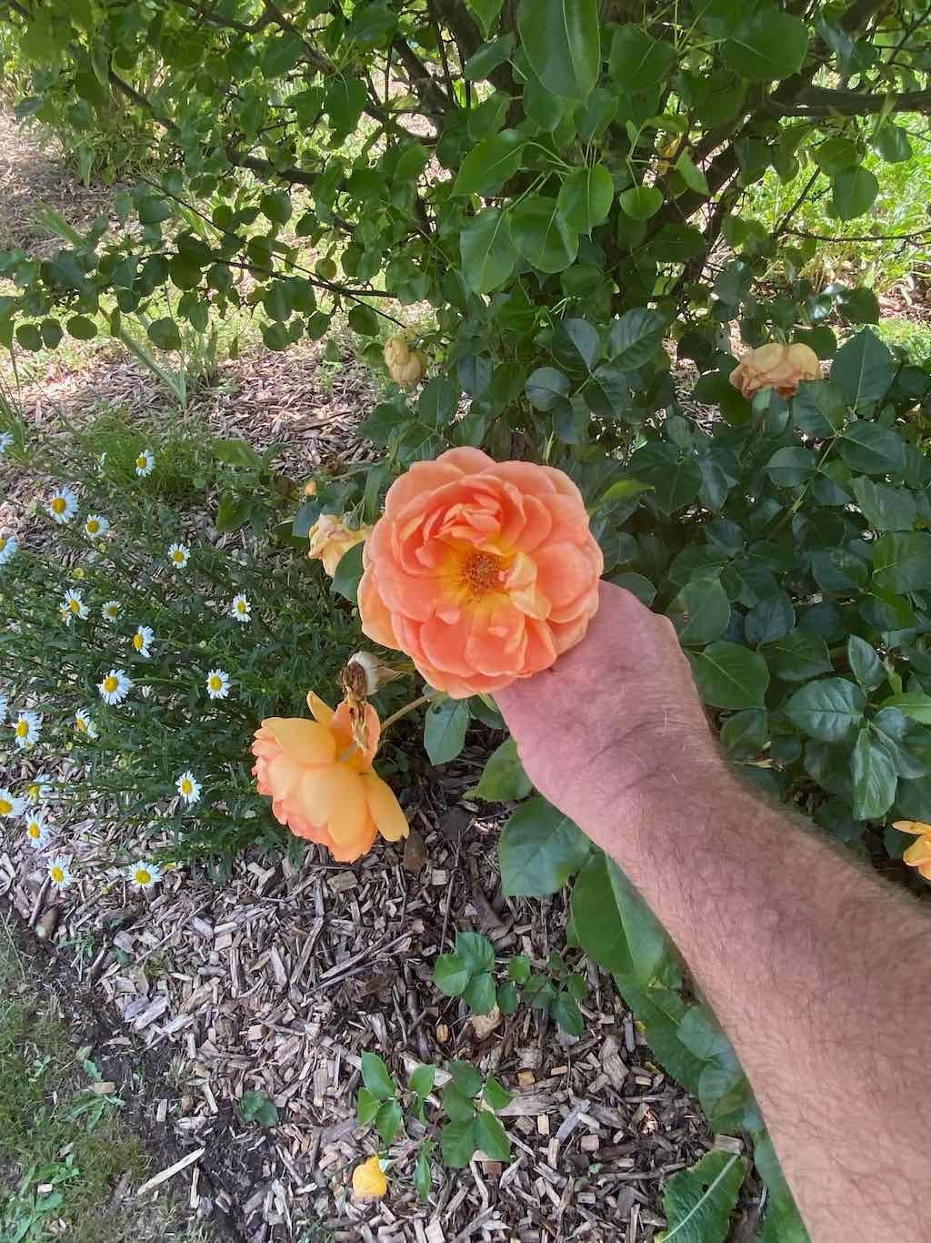 Milthorpe Garden Ramble Image -69142f7c20079