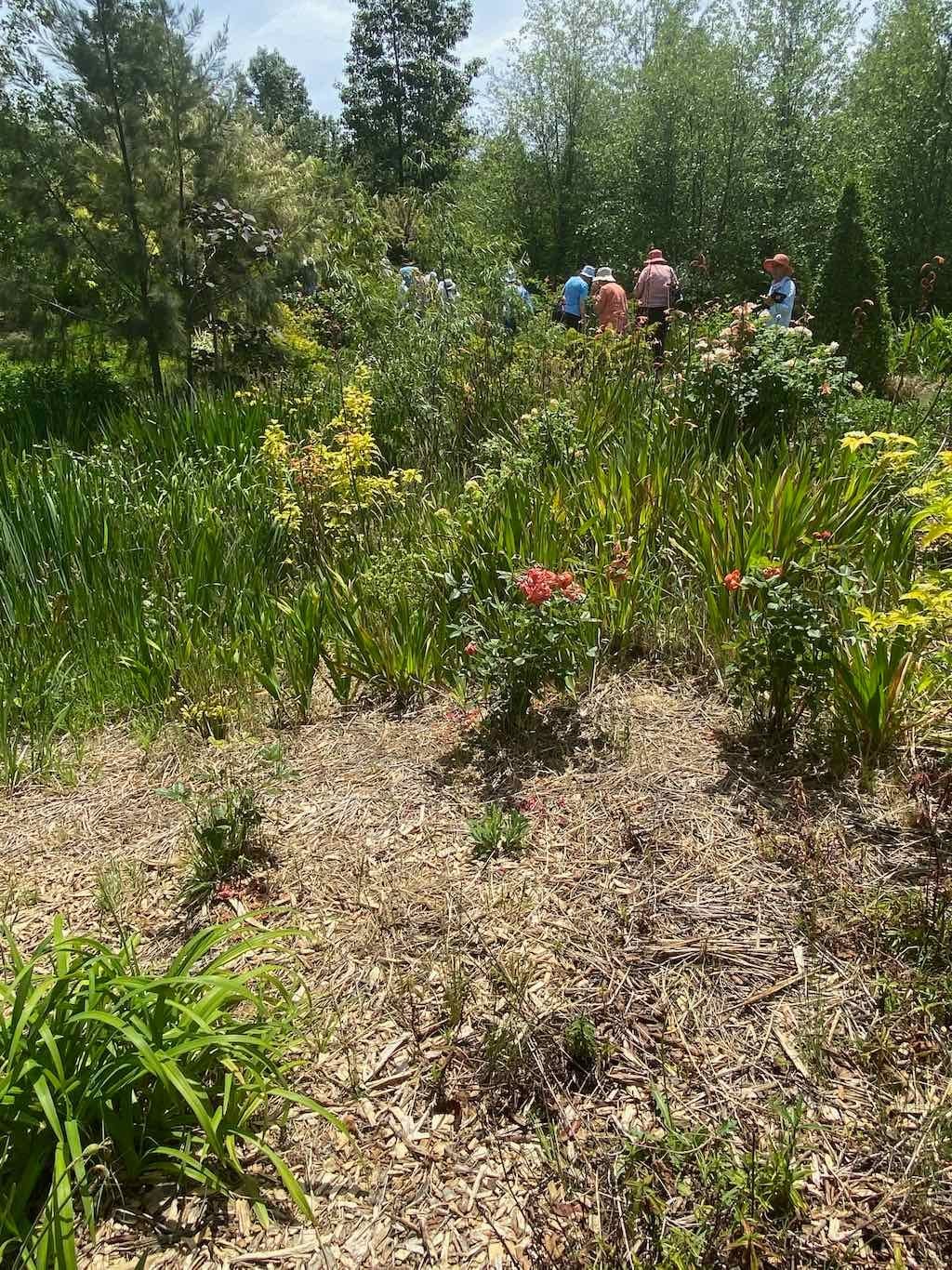 Milthorpe Garden Ramble Image -69142f7c8e057