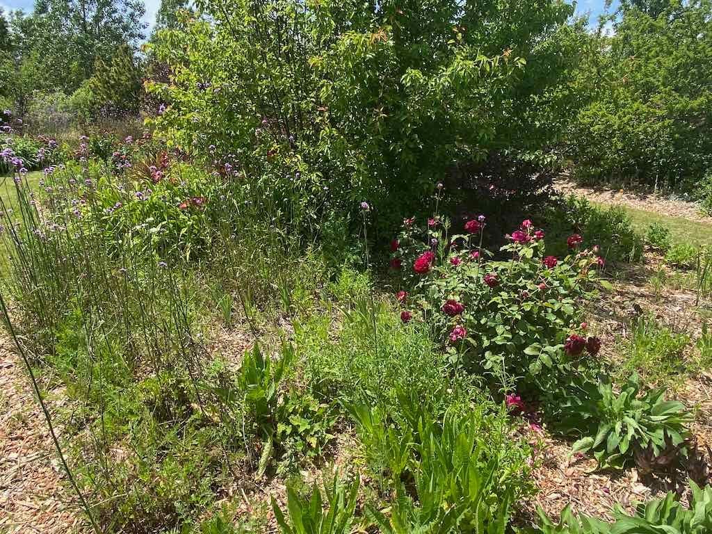 Milthorpe Garden Ramble Image -69142f7ce2b87