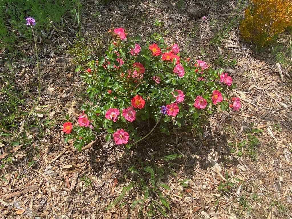 Milthorpe Garden Ramble Image -69142f7f1716d