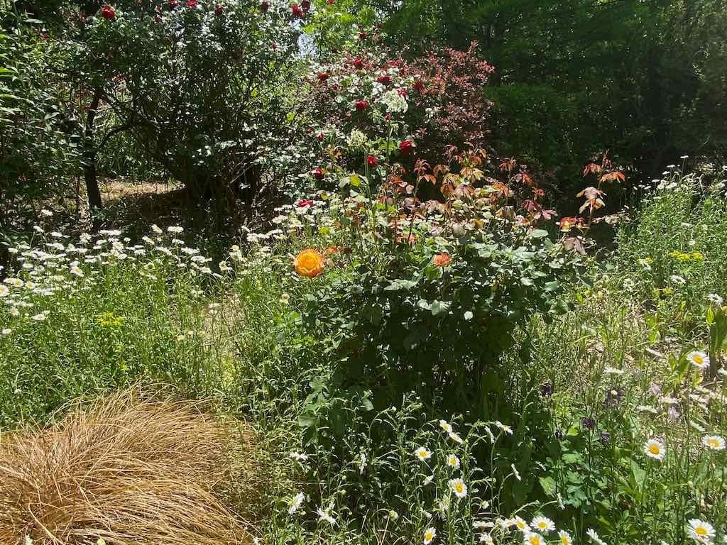 Milthorpe Garden Ramble Image -69142f805ec62