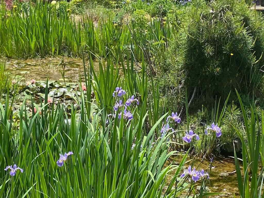 Milthorpe Garden Ramble Image -69142f8225cff