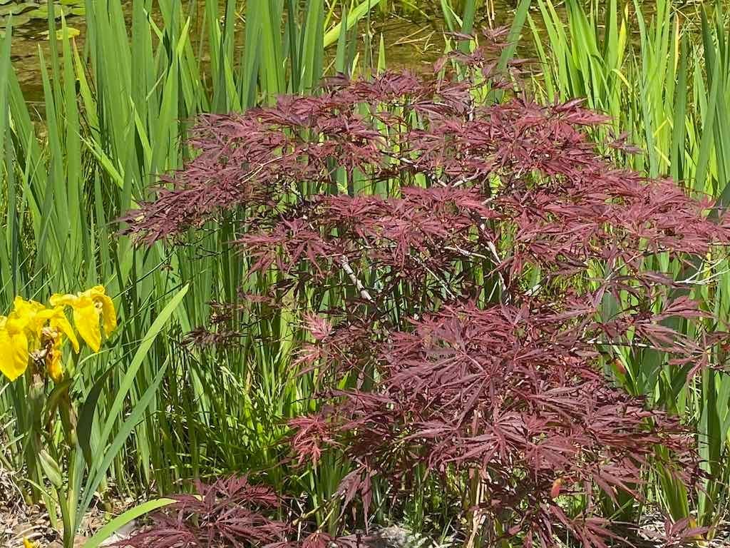 Milthorpe Garden Ramble Image -69142f82c90b6