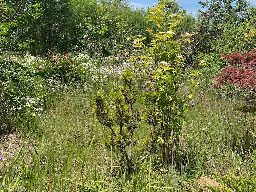 Milthorpe Garden Ramble Image -69142f840f972