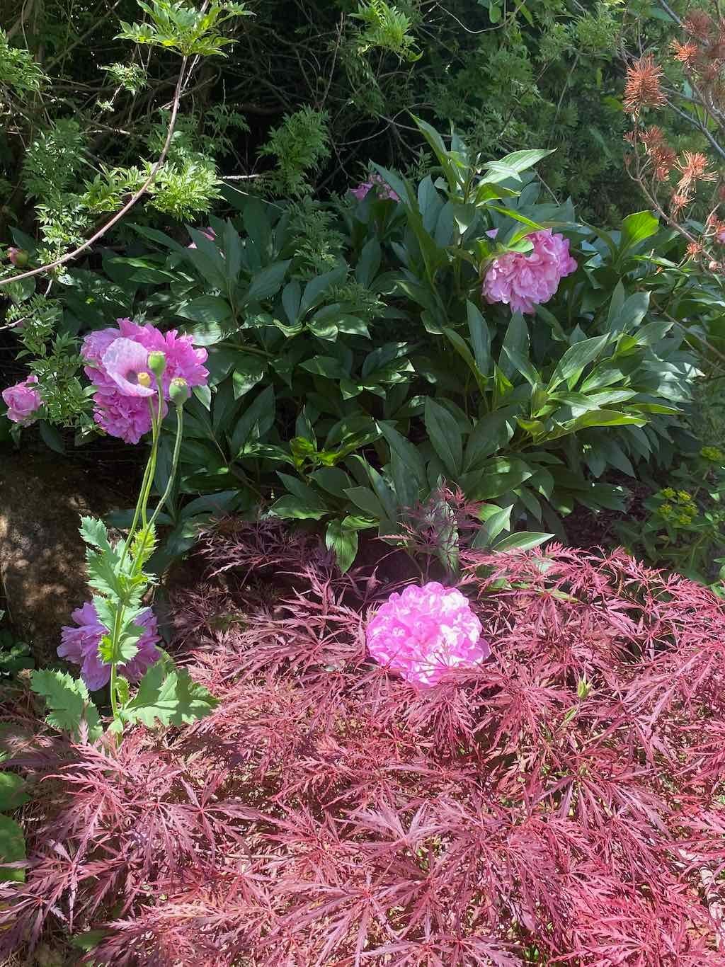 Milthorpe Garden Ramble Image -69142f85783c9