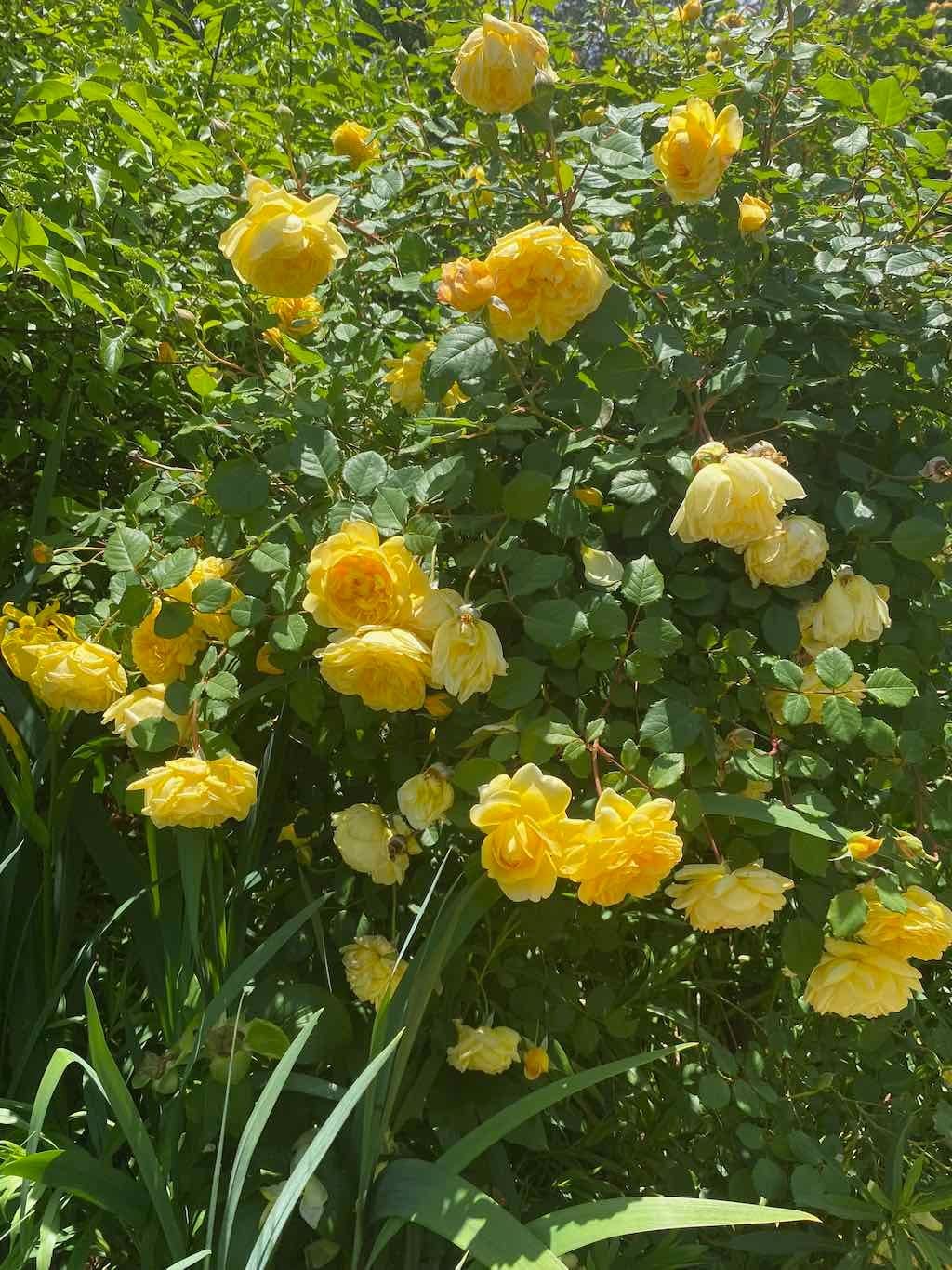 Milthorpe Garden Ramble Image -69142f85cca5b