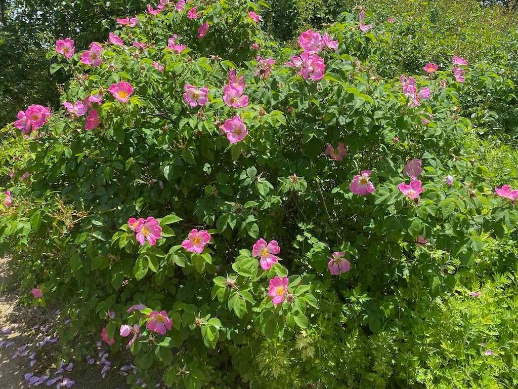 Milthorpe Garden Ramble Image -69142f86ee882