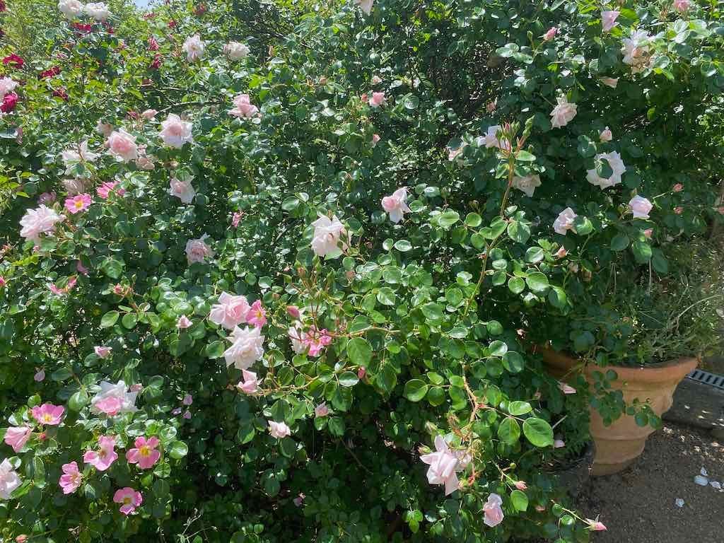 Milthorpe Garden Ramble Image -69142f875633c