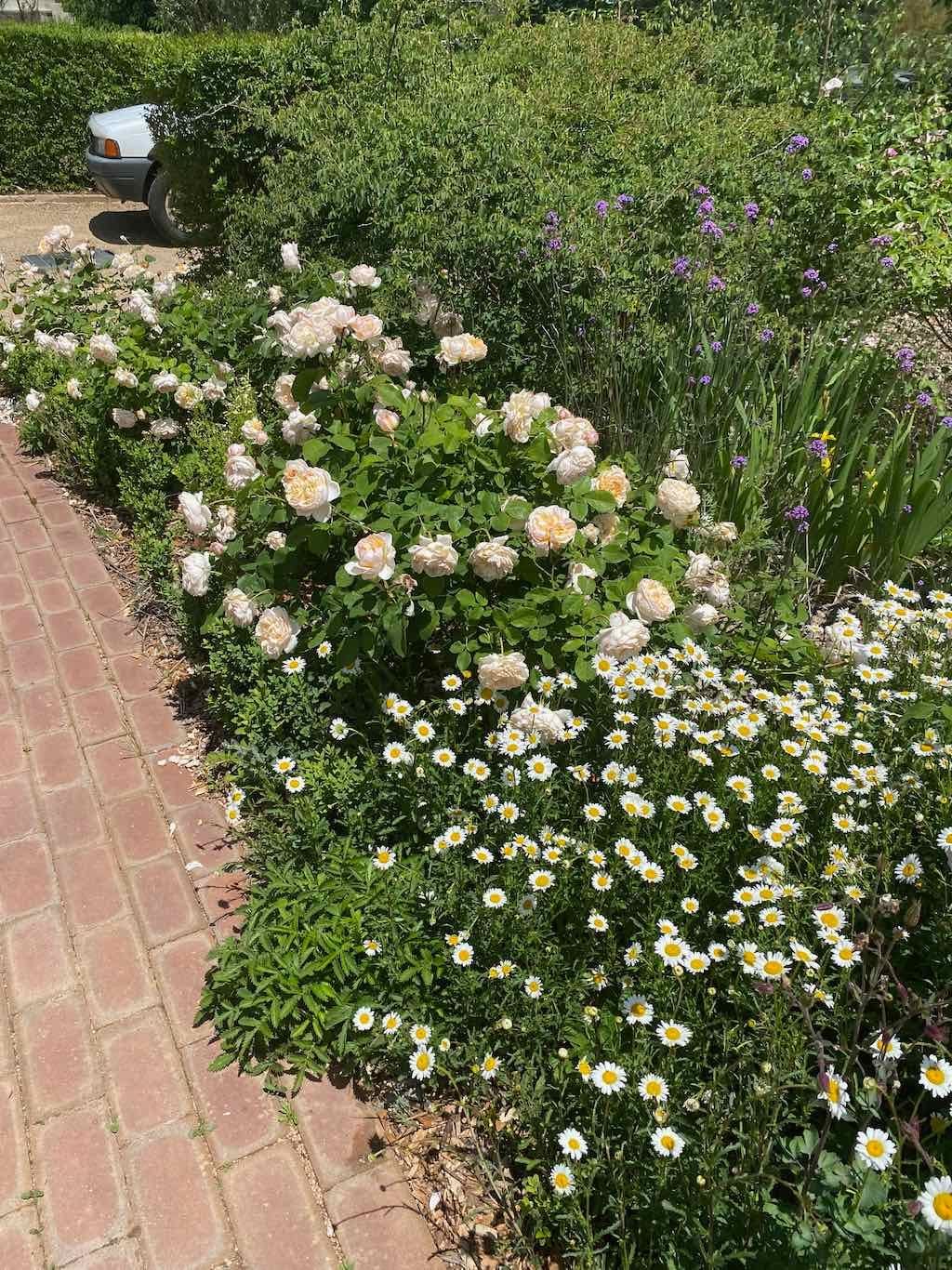 Milthorpe Garden Ramble Image -69142f88f2827