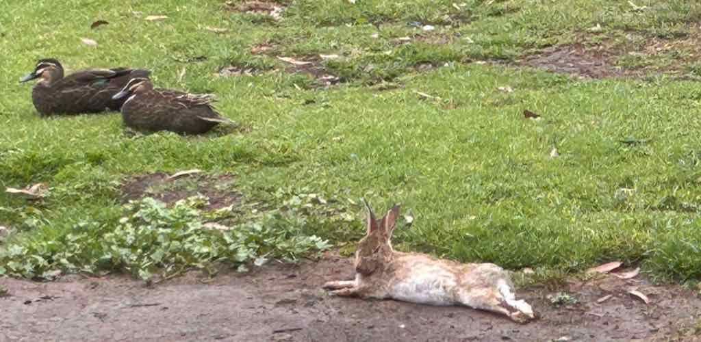 Milthorpe Garden Ramble Image -69142f8c385d0