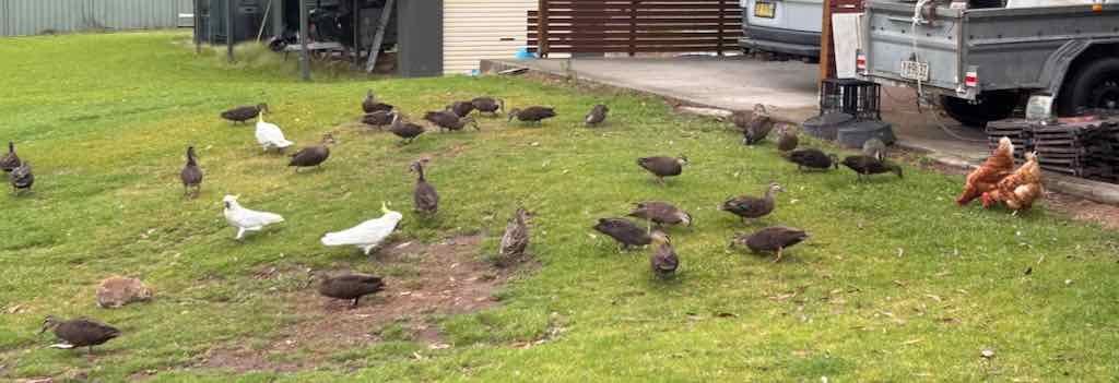 Milthorpe Garden Ramble Image -69142f8d07f59