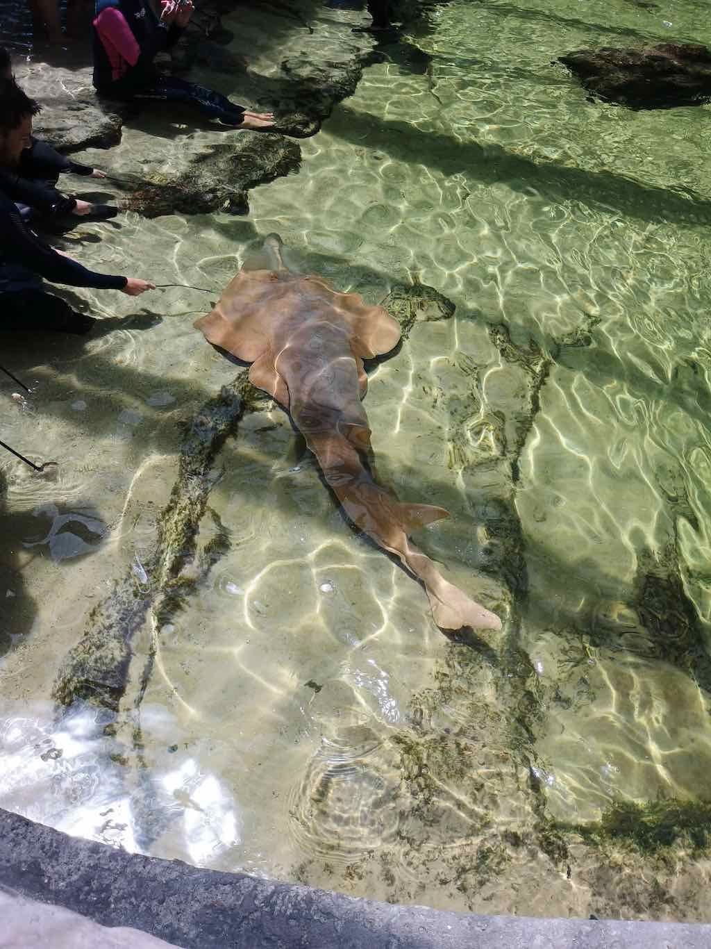 12th November PDT Irukandji + Cookabarra Barramundi Farm Image -6914eba202d1d