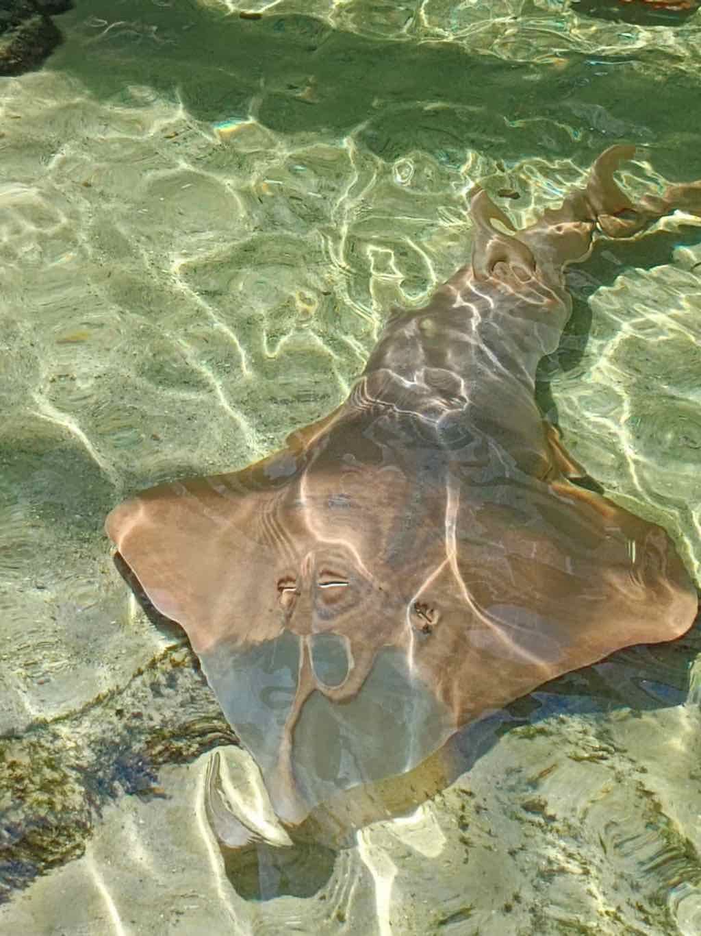 12th November PDT Irukandji + Cookabarra Barramundi Farm Image -6914eba3f3151