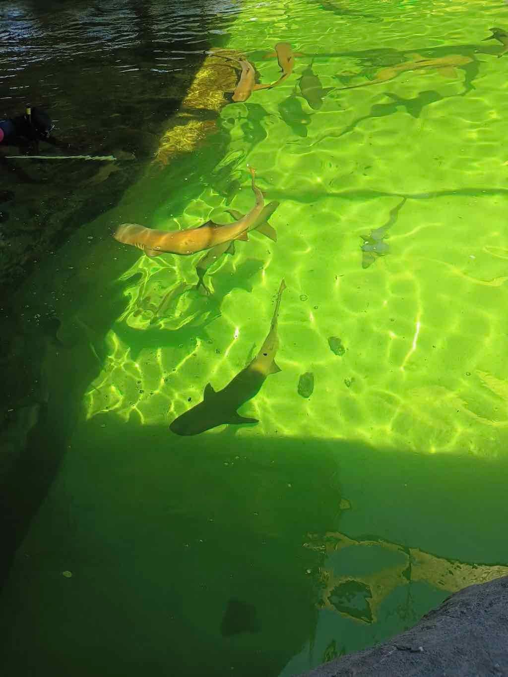 12th November PDT Irukandji + Cookabarra Barramundi Farm Image -6914eba6bf3f9