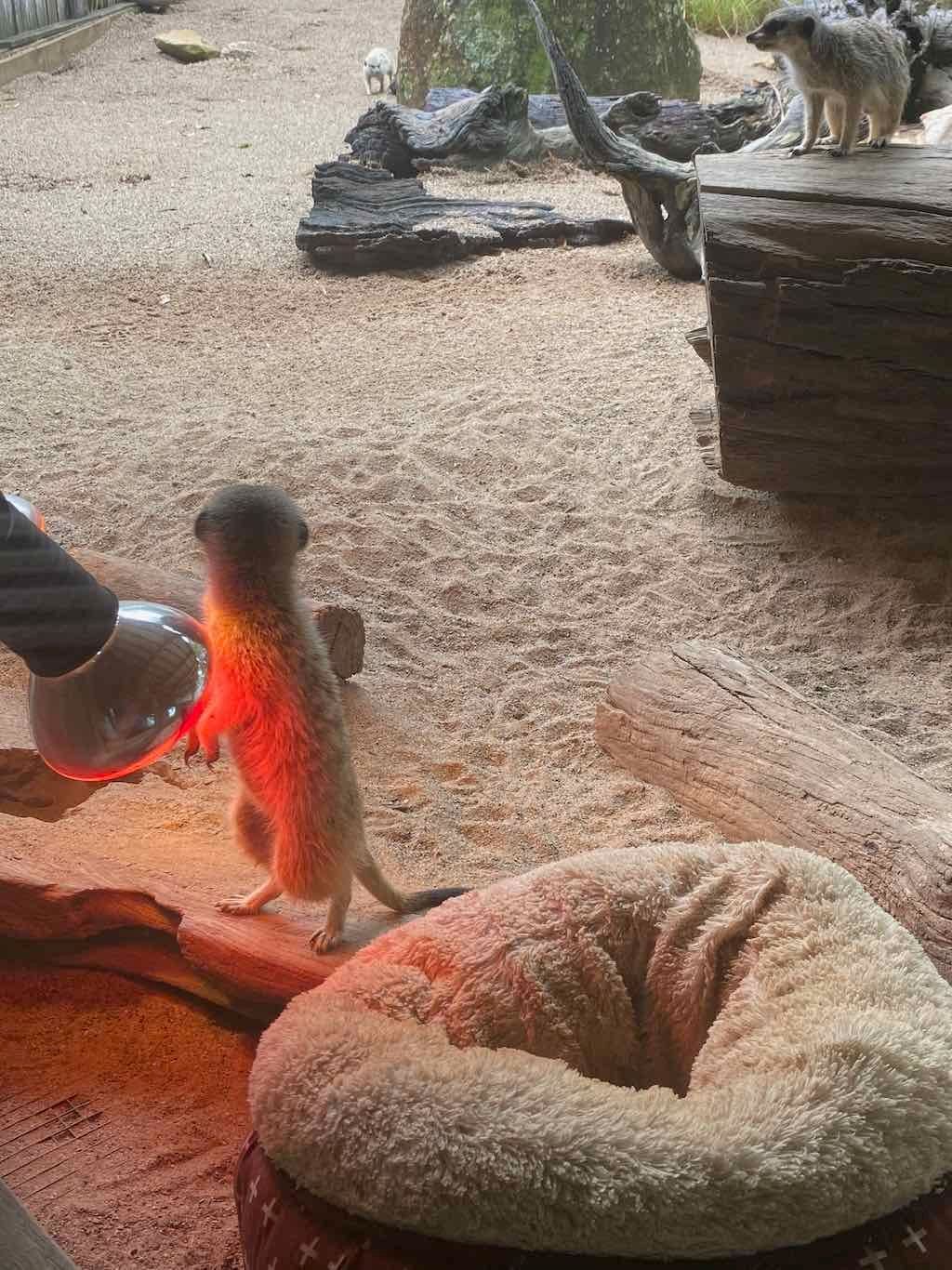 Wollongong Explorer March 2026 Image -69b4d285f3019