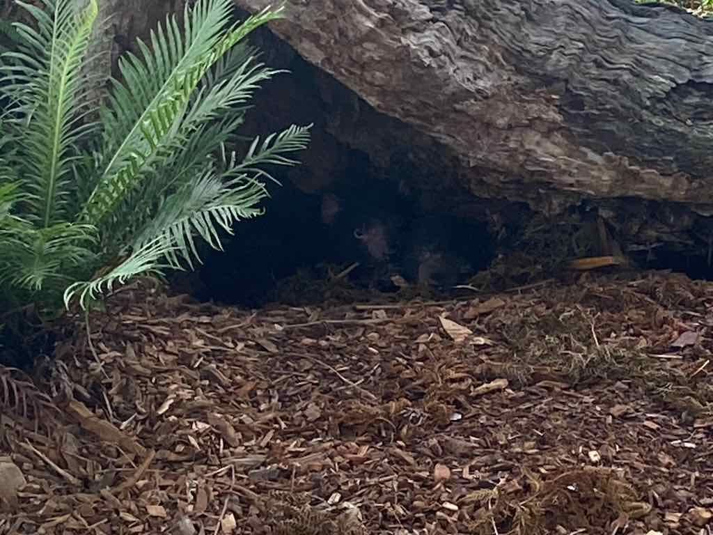 Wollongong Explorer March 2026 Image -69b4d2867e391