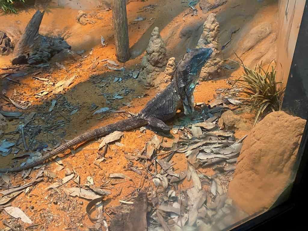 Wollongong Explorer March 2026 Image -69b4d286b9add