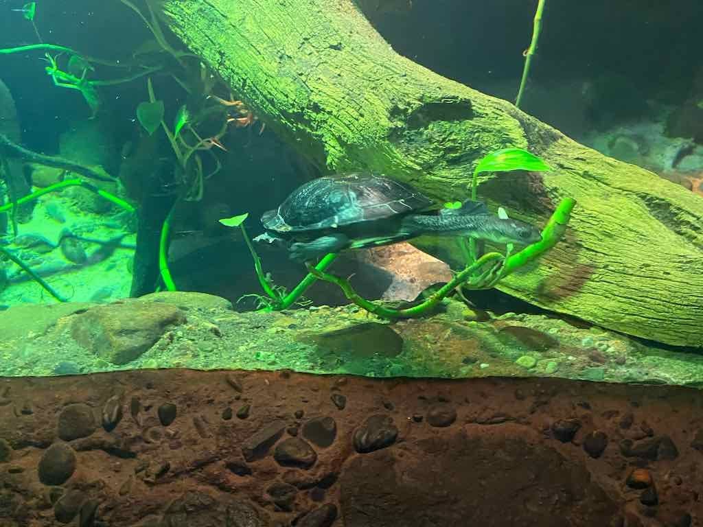 Wollongong Explorer March 2026 Image -69b4d28703a8a