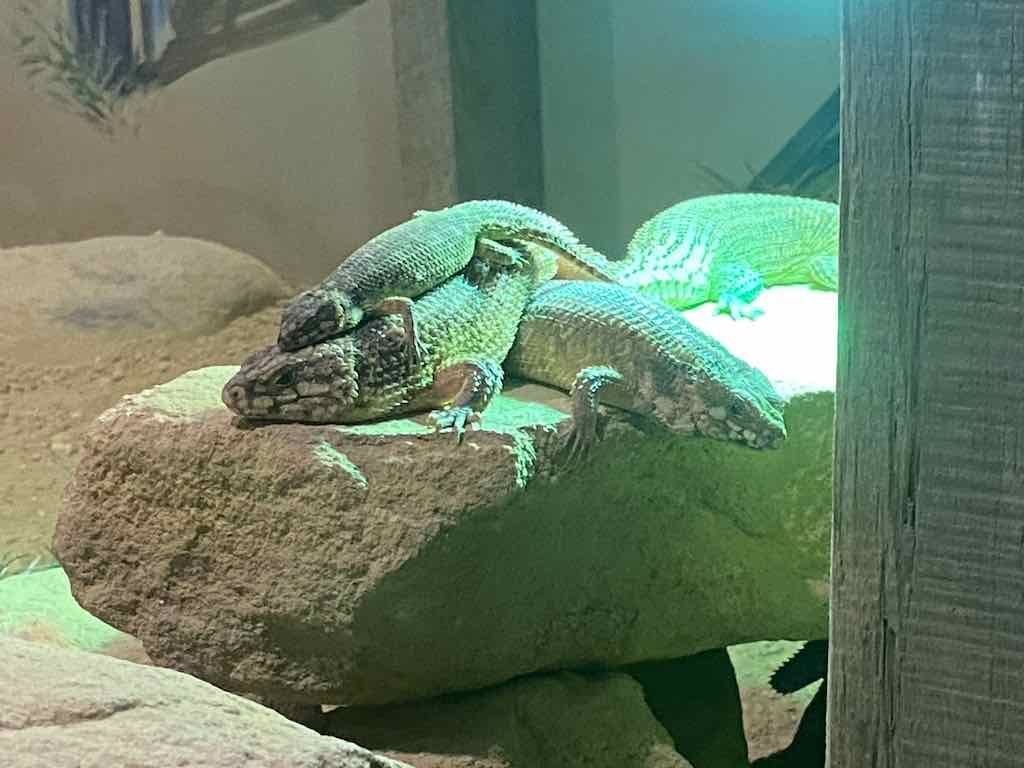 Wollongong Explorer March 2026 Image -69b4d288b15fd