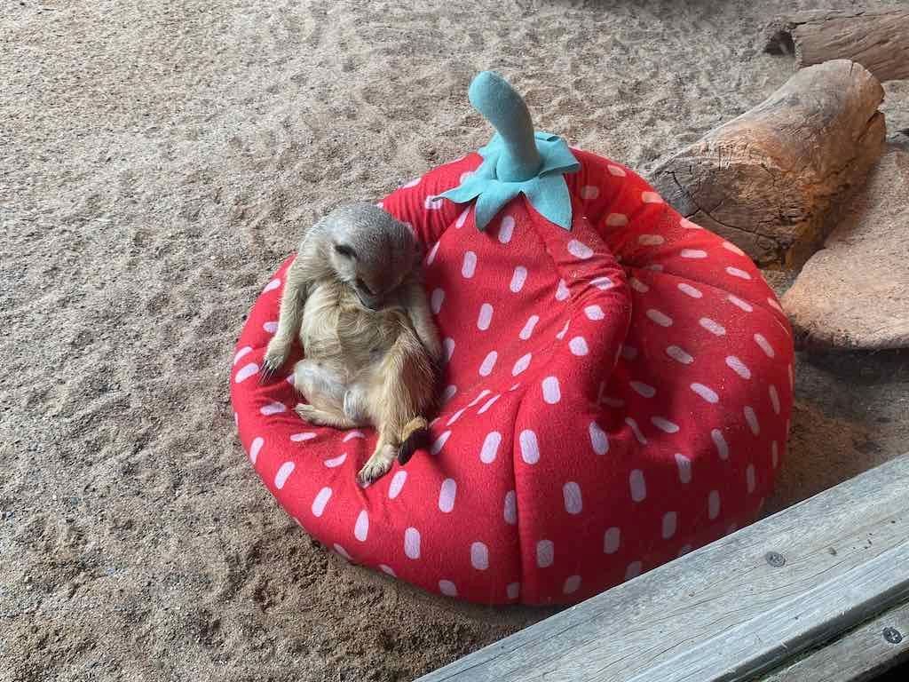 Wollongong Explorer March 2026 Image -69b4d28a11976