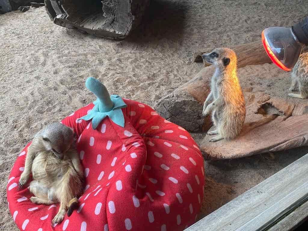 Wollongong Explorer March 2026 Image -69b4d28a5b417