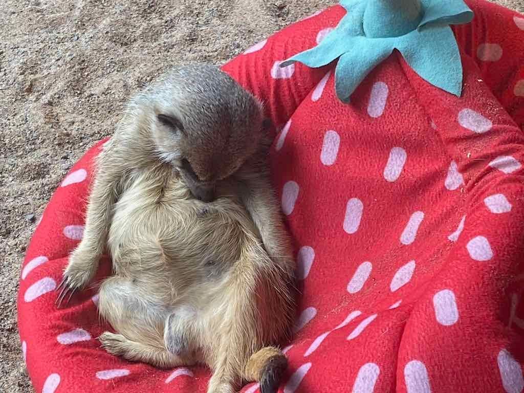 Wollongong Explorer March 2026 Image -69b4d28a9a140