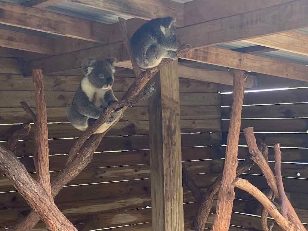 Wollongong Explorer March 2026 Image -69b4d30df0c32