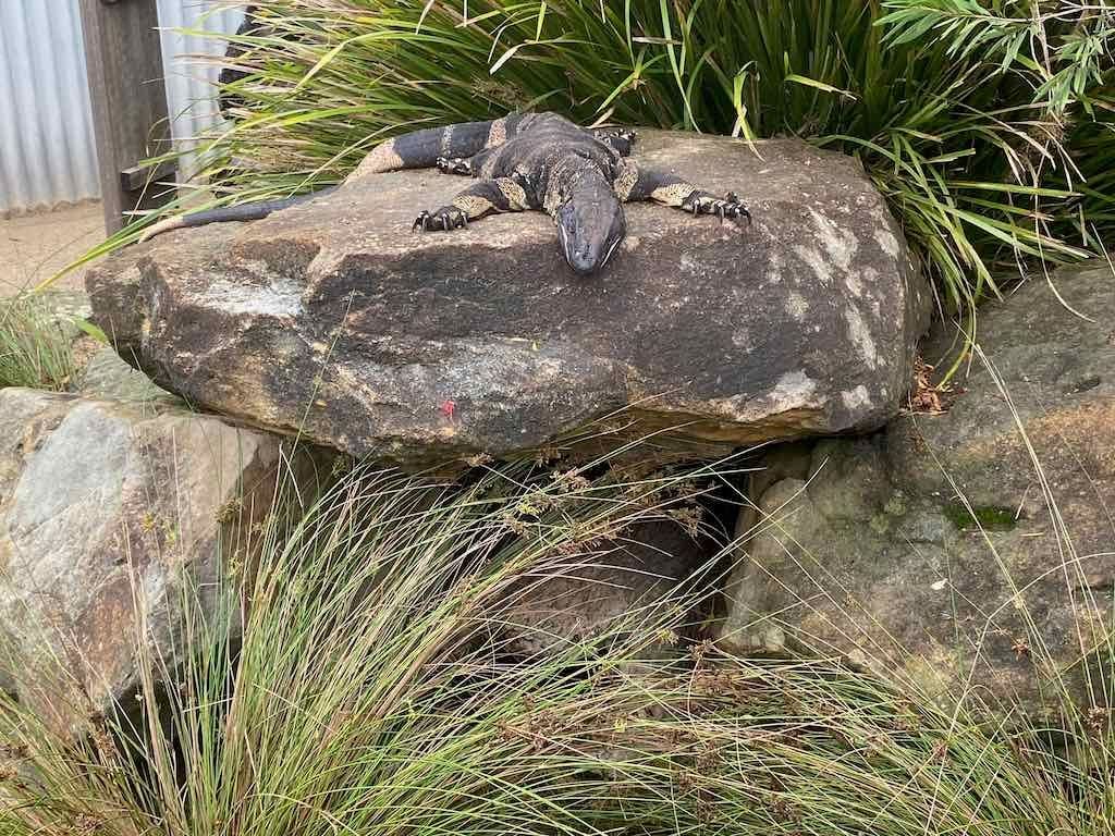 Wollongong Explorer March 2026 Image -69b4d44332693