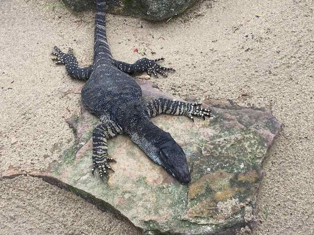 Wollongong Explorer March 2026 Image -69b4d4438241c