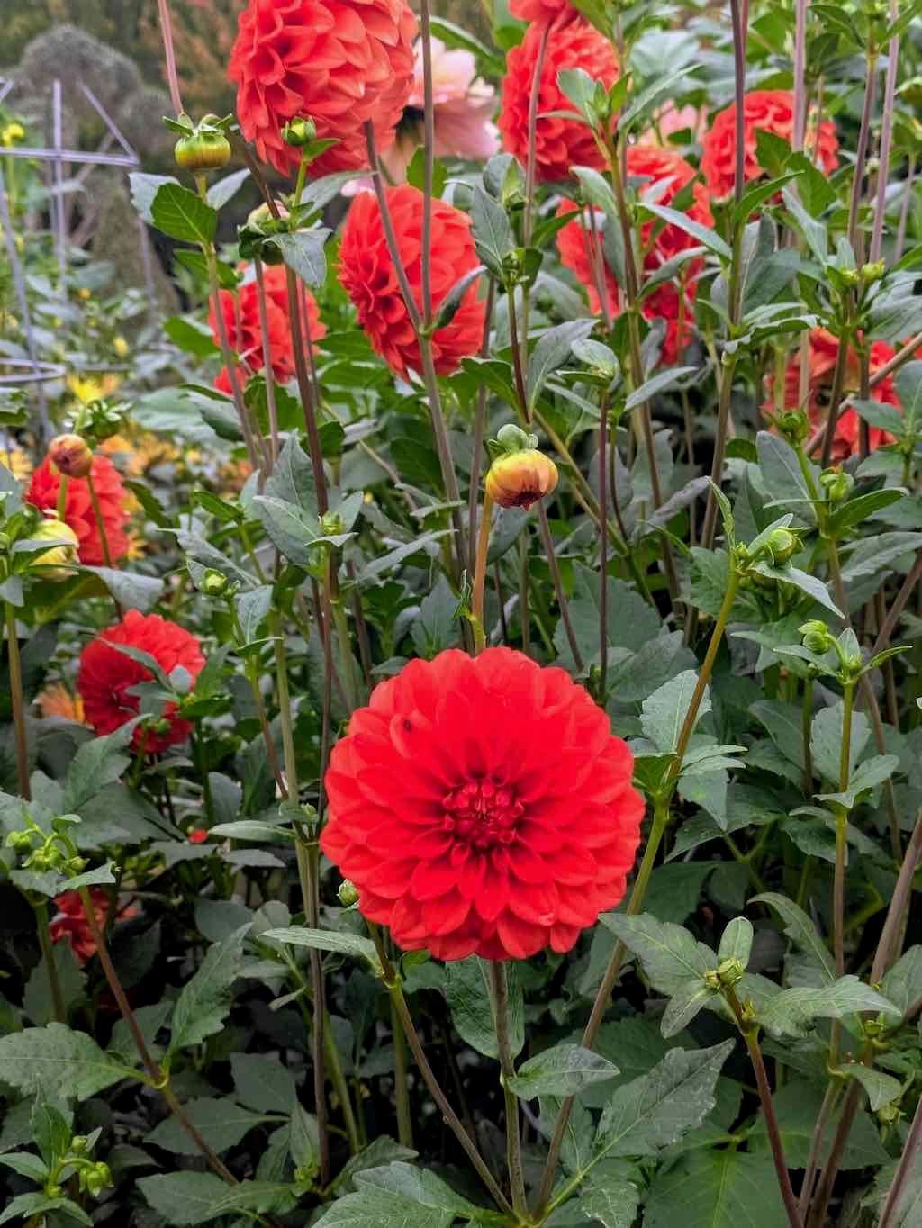 Melbourne Garden Show : 2026 Image -69d9c10642cf7