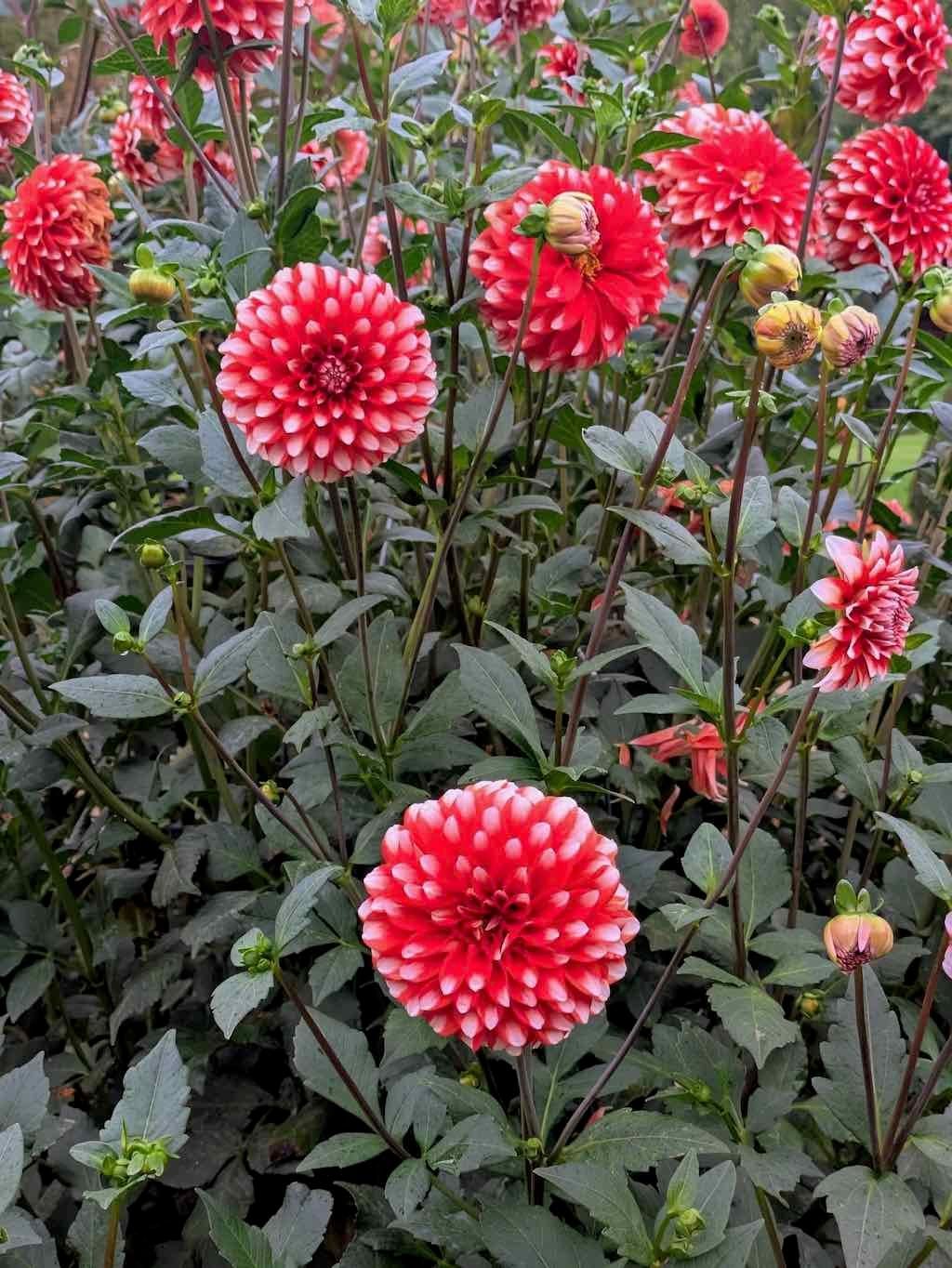 Melbourne Garden Show : 2026 Image -69d9c1068cfed