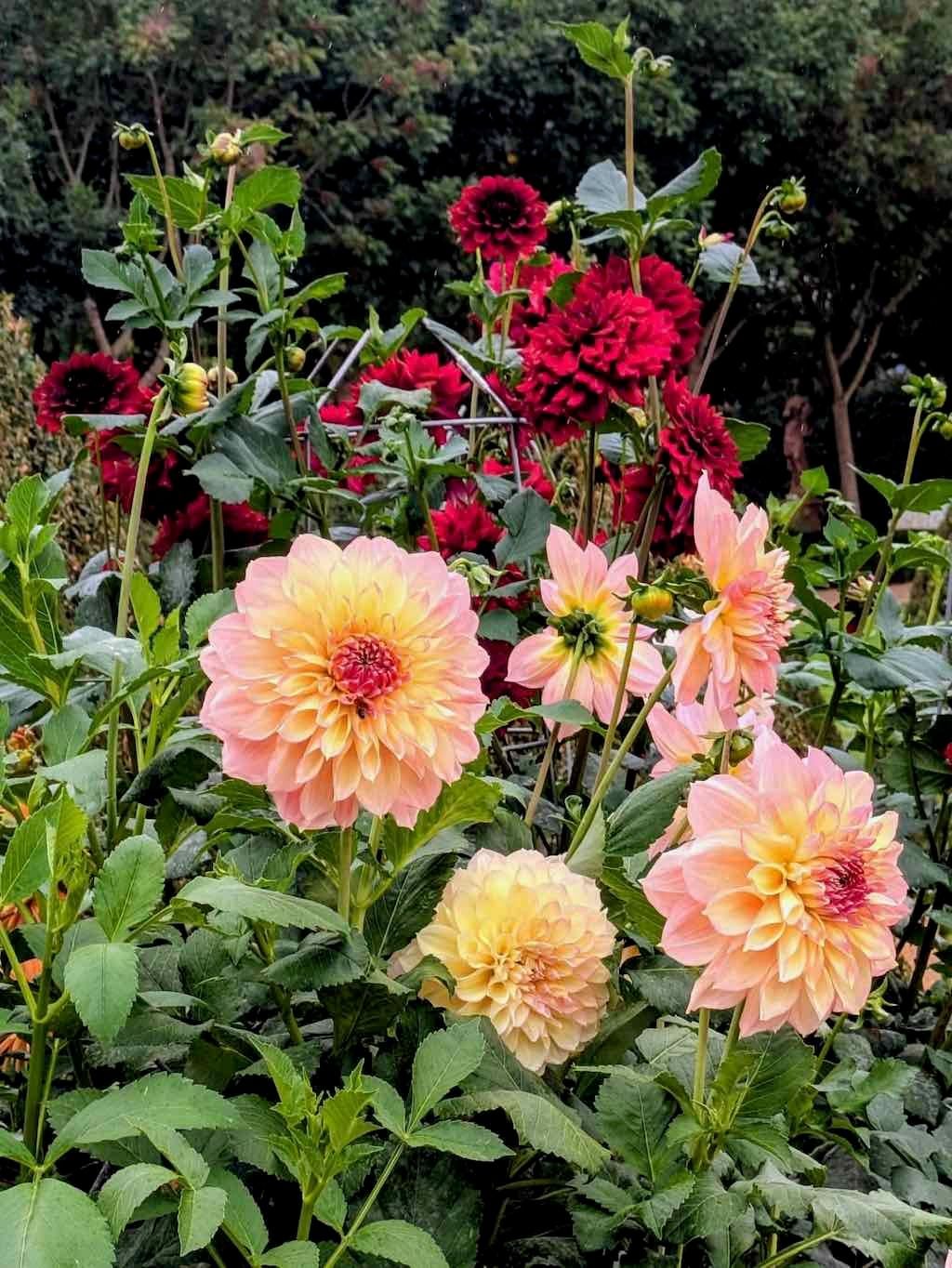 Melbourne Garden Show : 2026 Image -69d9c106e32df