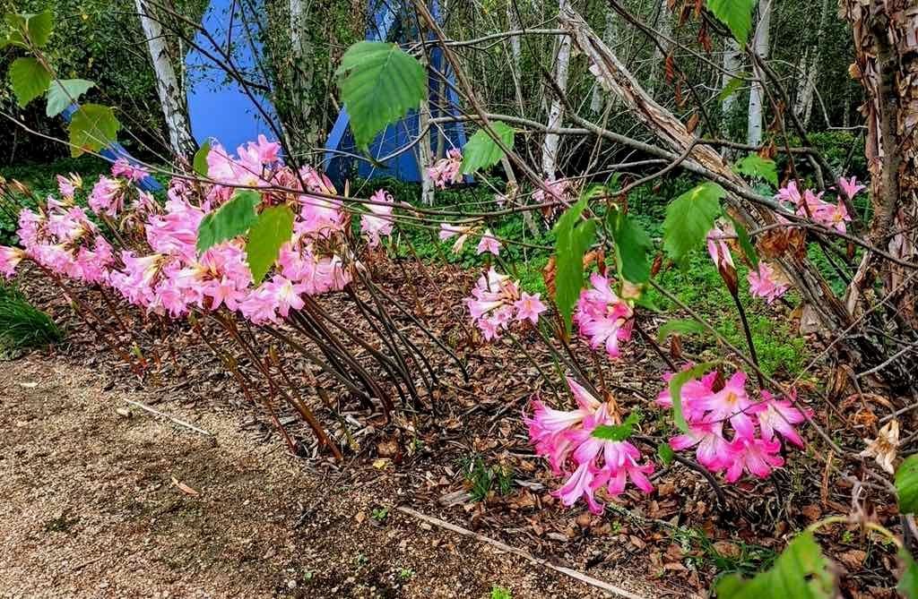 Melbourne Garden Show : 2026 Image -69d9c1080abaf