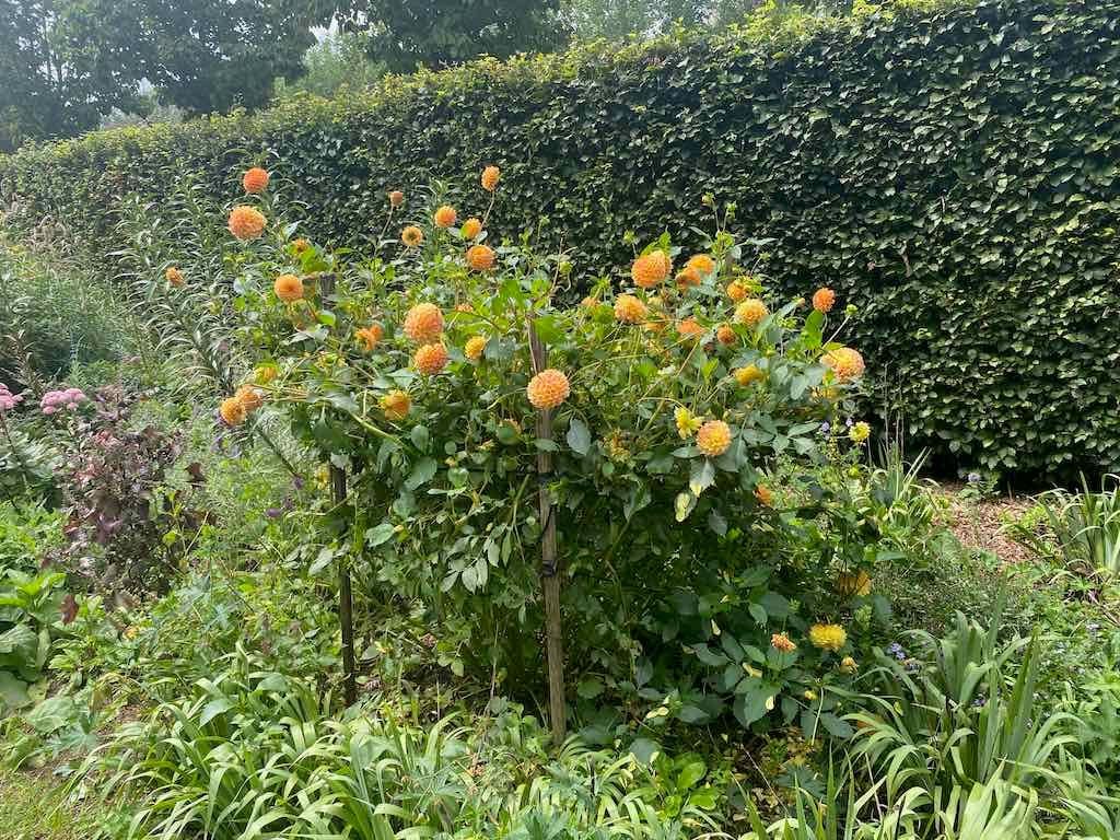 Melbourne Garden Show : 2026 Image -69d9c122a9cfe