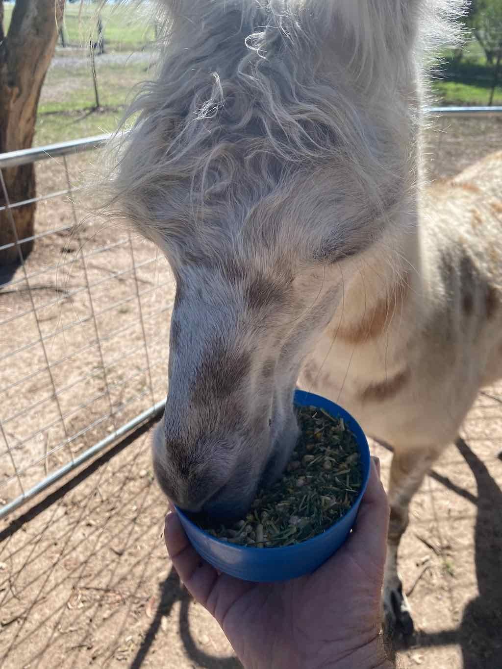 Melbourne Garden Show : 2026 Image -69d9c12bb93d4