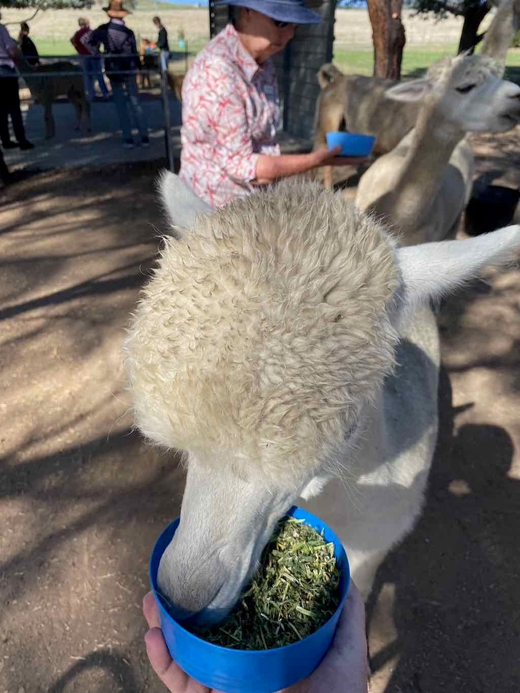 Melbourne Garden Show : 2026 Image -69d9c12c18523