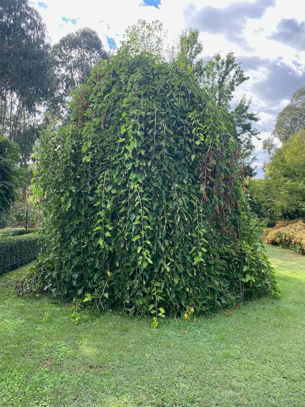 Melbourne Garden Show : 2026 Image -69d9c133c5bae