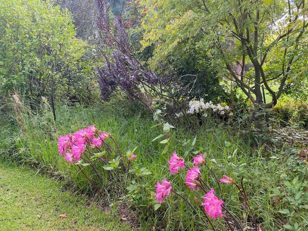 Melbourne Garden Show : 2026 Image -69d9c1357716b