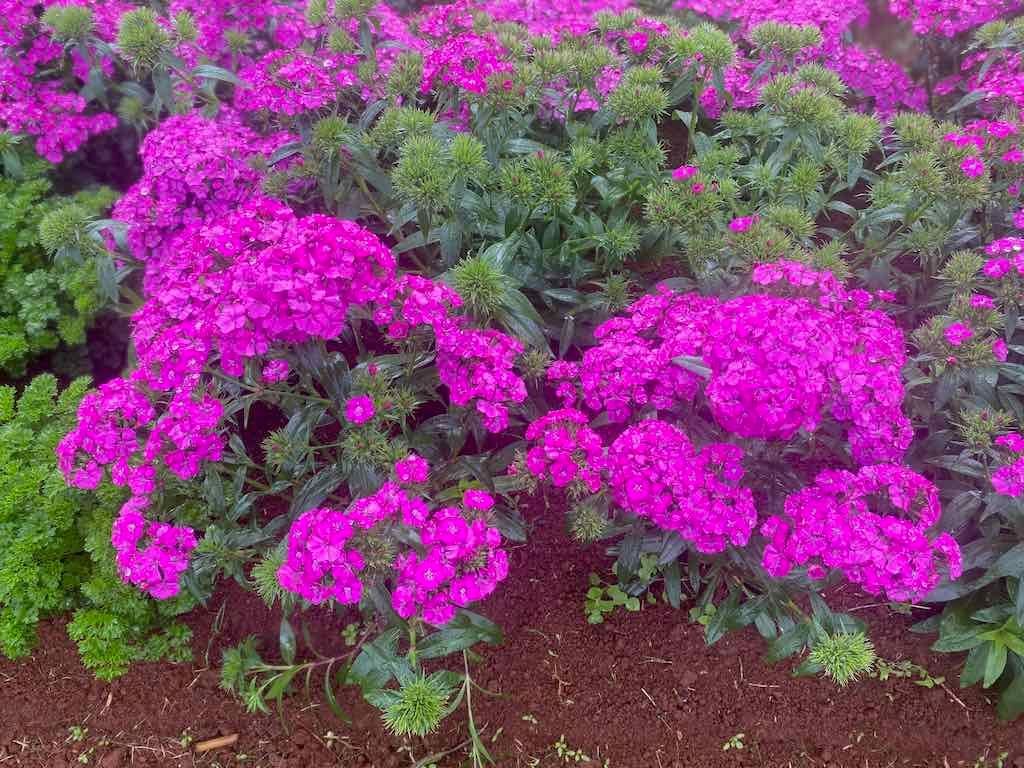 Melbourne Garden Show : 2026 Image -69d9c169632d3