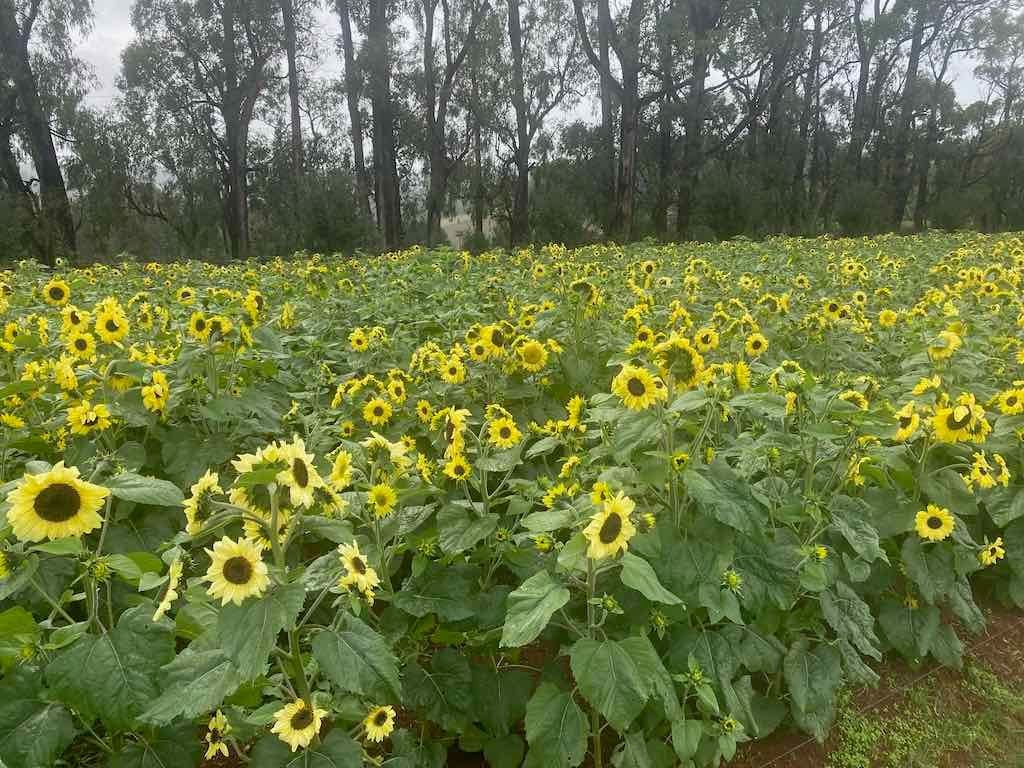 Melbourne Garden Show : 2026 Image -69d9c169c5d5f