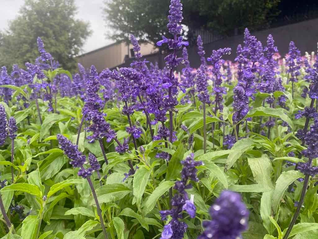 Melbourne Garden Show : 2026 Image -69d9c16a30c44