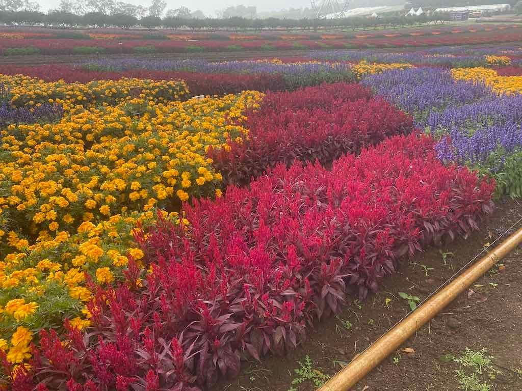 Melbourne Garden Show : 2026 Image -69d9c16aebf60