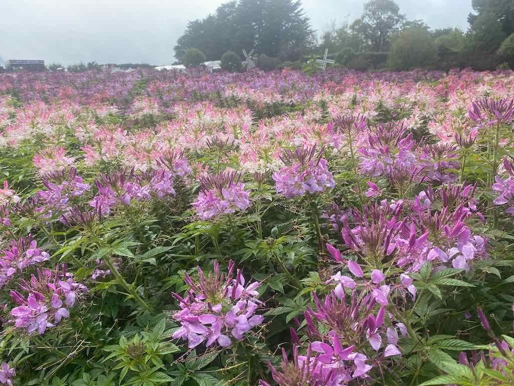 Melbourne Garden Show : 2026 Image -69d9c16c07d43