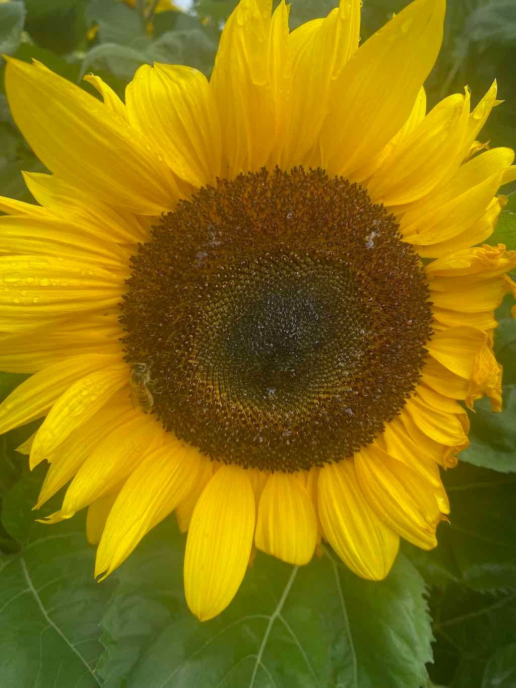 Melbourne Garden Show : 2026 Image -69d9c16d0c7e4