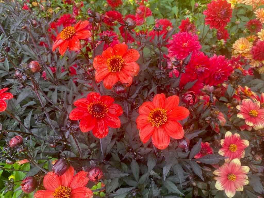 Melbourne Garden Show : 2026 Image -69d9c16d591d4