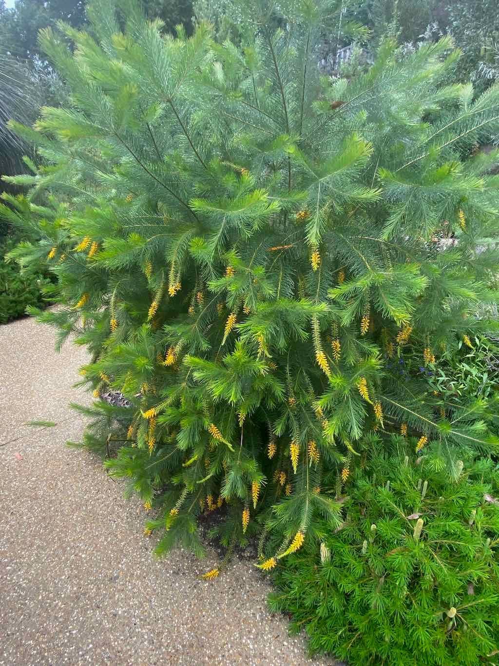 Melbourne Garden Show : 2026 Image -69d9c171135ad