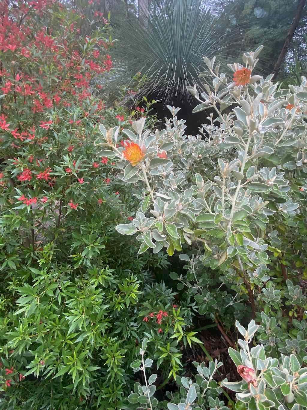 Melbourne Garden Show : 2026 Image -69d9c172165b7