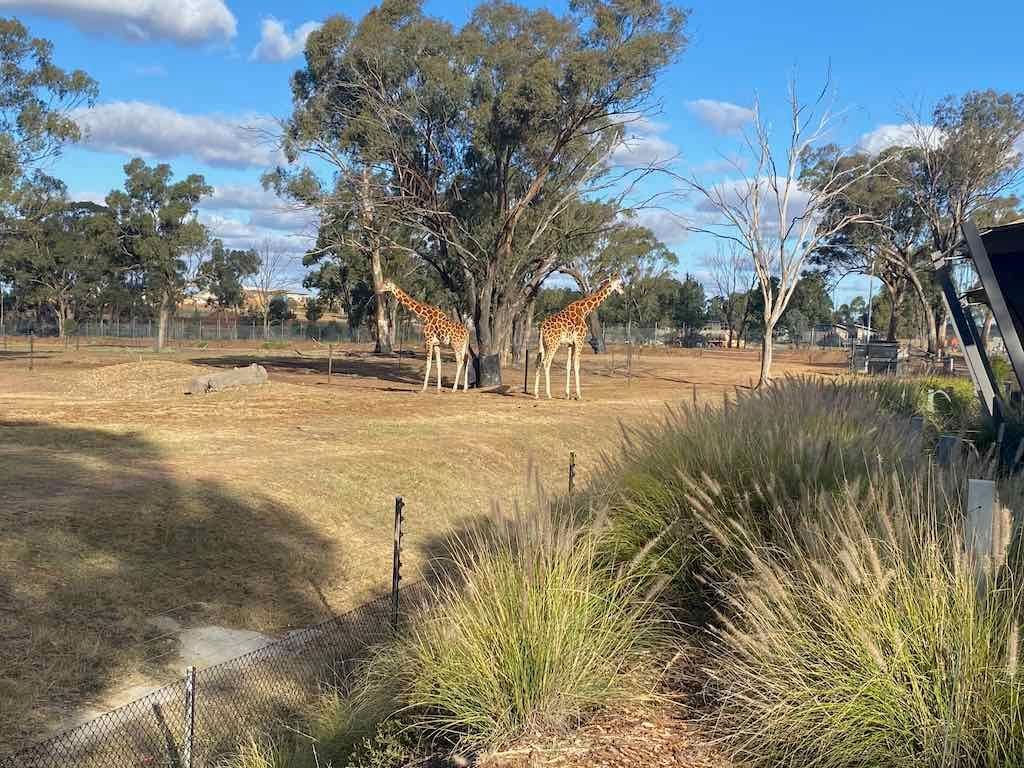 Dubbo Zoo , Parkes Orange & Bathurst Image -6a121b1a96cb9